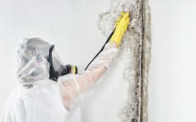 Mold Remediation for Vacation Homes in Citrus Park, FL